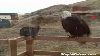 Hilarious Cat vs Eagle   Must See