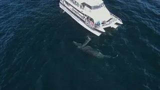 Friendly Humpback Whale