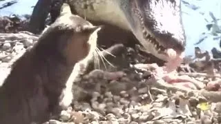СМЕХ и МЕХ .Кот замочил крокодила.