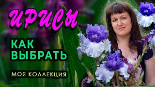 Ирисы Как правильно выбрать посадочный материал. Когда лучше покупать и сажать ирисы