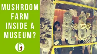 How We Built A Mushroom Farm At The V&A Museum... | GroCycle