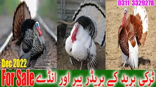 Turkey Bird Breeder Pair 100% EGG Layying  || Turkey Bird Egg for sale