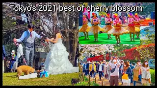 Tokyo's 2021 Most Beautiful Cherry Blossom Spots 【4K】