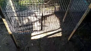 Клетка для кроликов откормочная