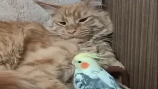Parrot annoying cat funny Pets