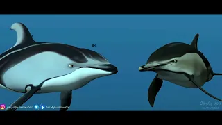 Who Broke It: Cetacean Version