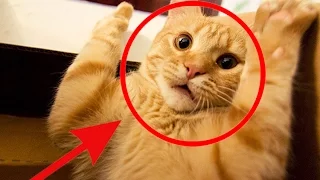 Funny Cats Compilation [Most See] Funny Cat Videos Ever Part 3