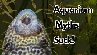 Aquarium MYTHS That might be harming Your Fish (Debunked)