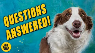 Things You Should Know about Border Collies
