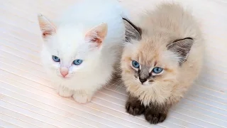 5 LIFEHACKS FOR YOUR CATS AND KITTENS