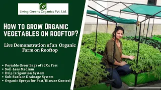 Easy steps to grow Organic Vegetables at Home: Rooftop Kitchen Garden | The Living Greens