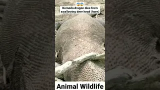 Komodo dragon dies from swallowing deer head (horn).