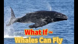 What if ~ Whales can Fly