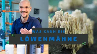 Hericium erinaceus oder auch Igelstachelbart bzw. Löwenmähne. Was kann dieser potente Vitalpilz?