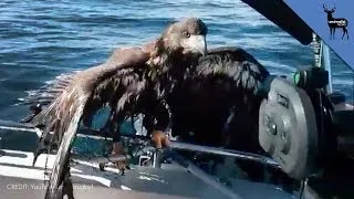 Drowning Bald Eagle Rescued by Fisherman
