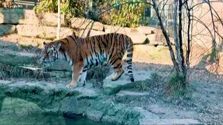 New tiger and wolves at Cleveland Metroparks Zoo