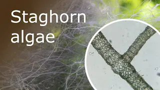 All About Staghorn Algae in Your Aquarium: What Is It and How to Fight It