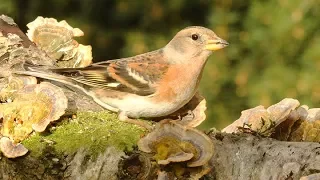 Brambling and Turkey Tails – A Colour Harmony of Flora and Fauna