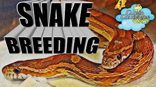 Snake Breeding for Beginners: Its easy