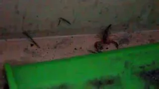 Скорпион в Хорватии