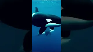 #Подводный мир #голос кита .#кит #касатки #дельфины  #Shorts  КАСАТКИ https://t.me/+R2KBxVuXJGczIDbh