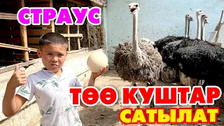 АНАКЕ! 10 баш ТѲѲ КУШ сатылат ~ ЖУМУРТКАСЫ да бар ~ 5 короз, 5 мастек