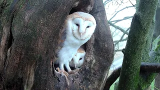 Barn Owl's Romance With Mystery Owl | Gylfie & Finn | Robert E Fuller