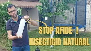 Best natural insecticide for aphids - easy recipe to make