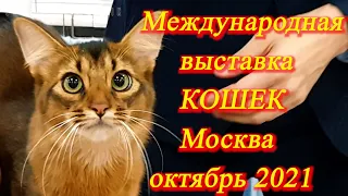 Москва. Октябрь 2021. ВДНХ. Выставка кошек. Знакомлюсь с новыми для меня породами.