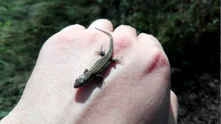 Микроваран - обыкновенная ящерица. Lacerta agilis (Linnaeus, 1758).