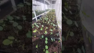 Vertical Farming Eddible Flowers part 2 #verticalfarming #fresh #organic #organicfarming