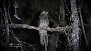 Mãe da Lua (Nyctibius griseus)