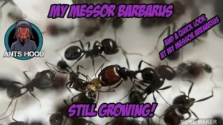 My Messor barbarus, Still Growing! and a quick look at my Messor arenarius