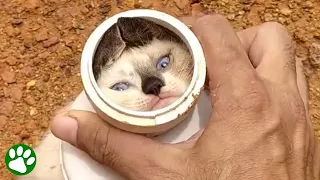 Kitten stuck in pipe