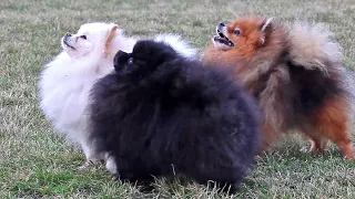 Three Pomeranian dogs are having fun.
