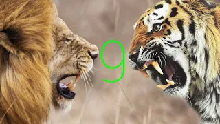 Lion vs Tiger | Лев против Тигра. #9