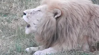 Львиный рык в вечерней саванне