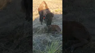 A new Baby Bison!!