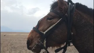 Вернул коня хозяйну после обучения, взамен ещё один на обучении