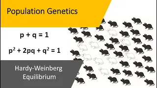 Population Genetics - Hardy Weinberg Equilibrium