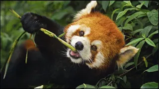 Qué Pasa con los Pandas Rojos