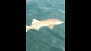 Johnny's Nurse shark caught on Longboat Key.