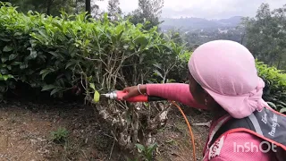 Electric tea pruner