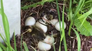 Duckling hatch