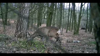 Wolven op jacht in de leuvenumsebos.