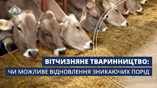 Цілюще молоко лебединських корів: Уряд може виділити 150 мільйонів для збереження поголів'я | НААН