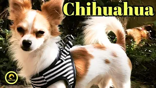 "Chihuahua Dog Pros and Cons"