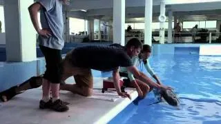 Dolphin Tale Official Movie Trailer HD - Dec 20th Release