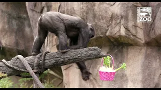 Gorilla Easter Egg Hunt 2022 - Cincinnati Zoo