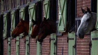 Haras de Jardy : le plus grand centre équestre français